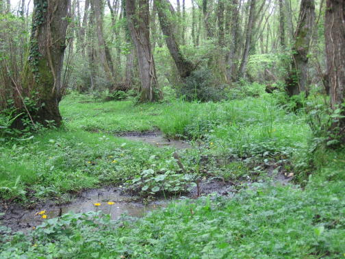 Broekbos in het New Forest